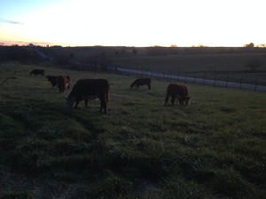 Faithful Homestead Cattle