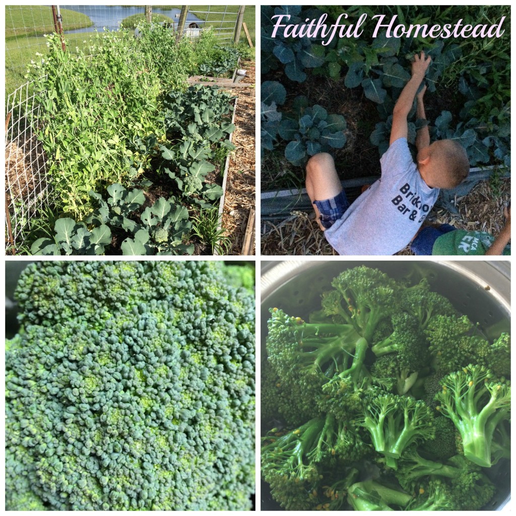 Faithful Homestead Broccoli