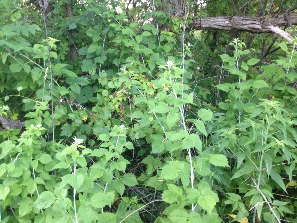 Raspberries