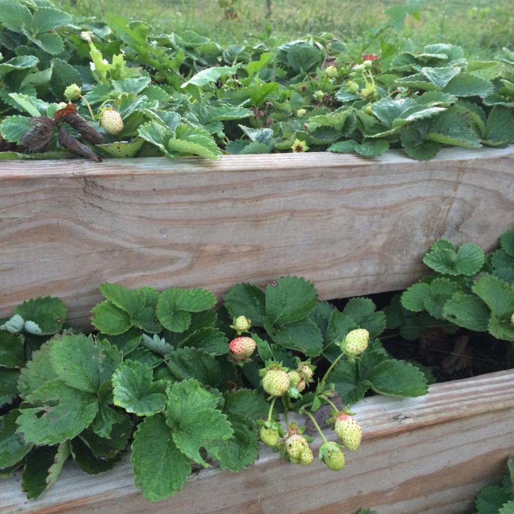 Faithful Homestead green strawberries