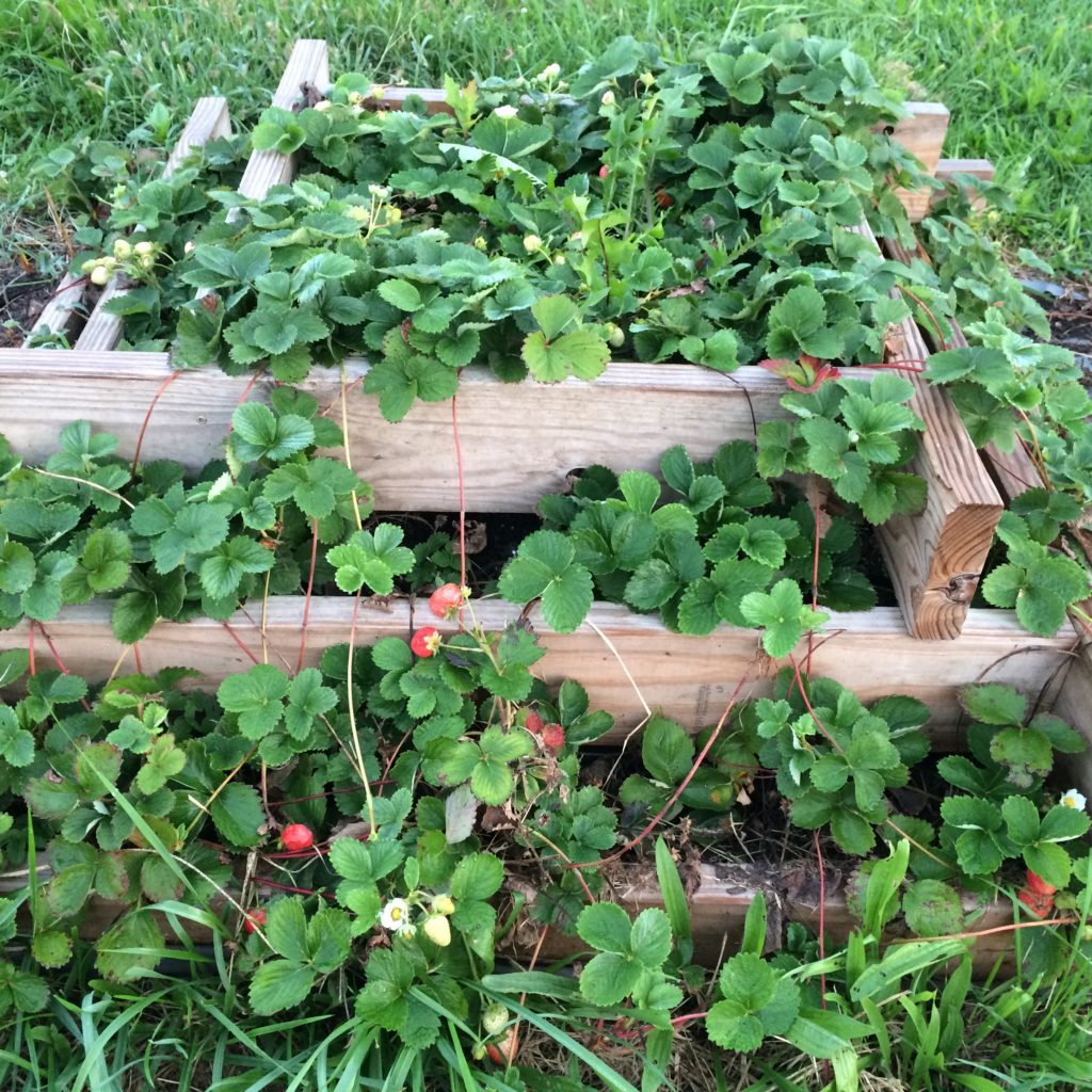 Faithful Homestead fall strawberries