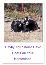 goats ohh