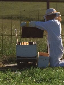 installing bees