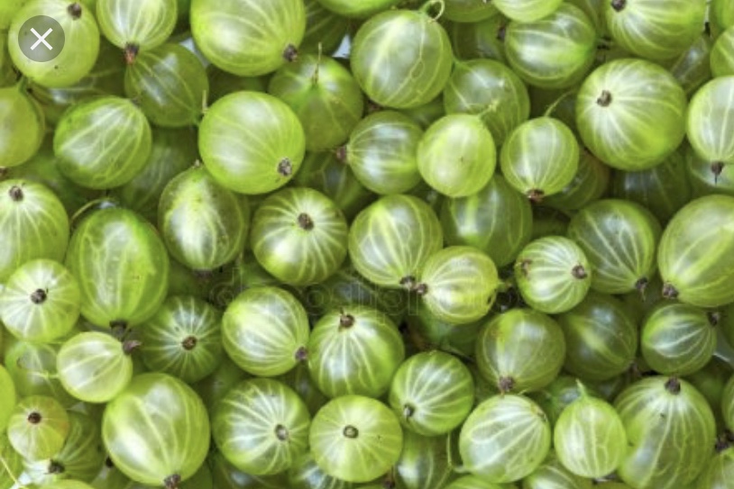 Can Your Very Own Gooseberry Pie Filling